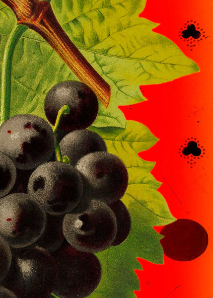 Grape and Polka Dots - Stoltzestudio