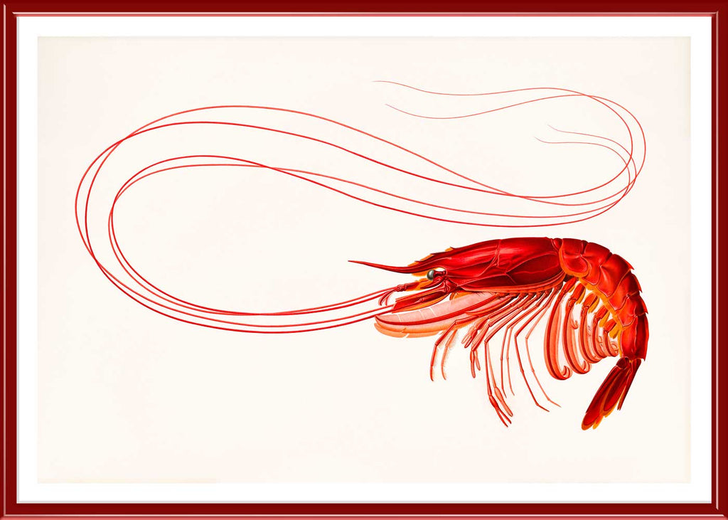 Red Shrimp in a frame - Stoltzestudio