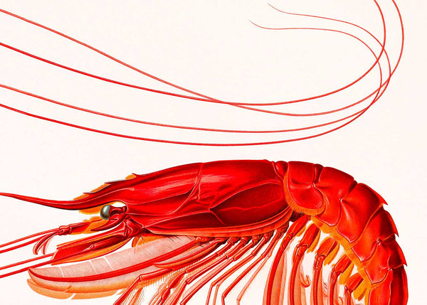 Red Shrimp in a frame - Stoltzestudio