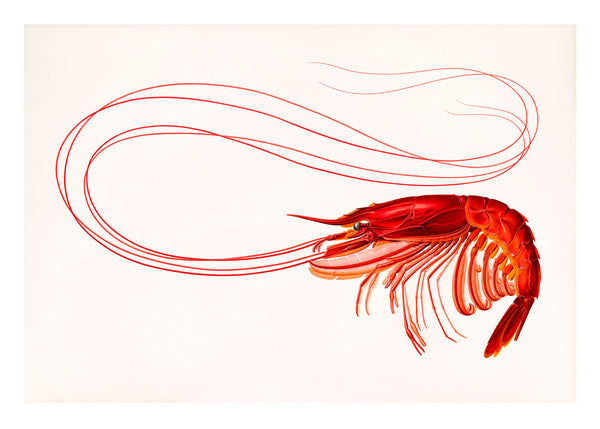 Red Shrimp - Stoltzestudio