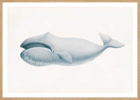 Blue Whale in a frame - Stoltzestudio