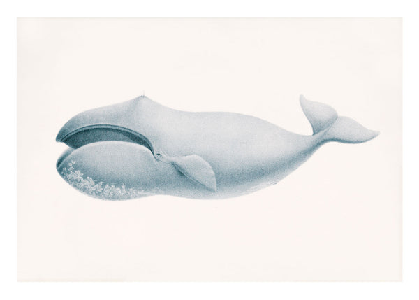 Blue Whale - Stoltzestudio