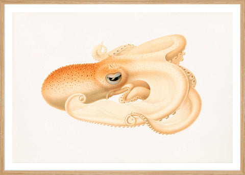 Soft Octopus in a frame - Stoltzestudio