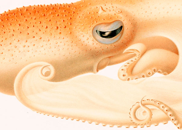 Soft Octopus in a frame - Stoltzestudio