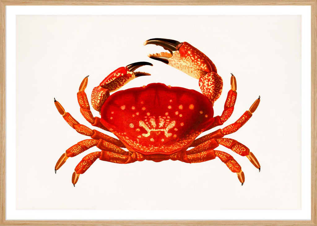 Orange Crab in a frame - Stoltzestudio